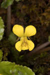 Roundleaf yellow violet